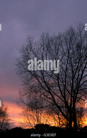 Winter Baum Silhouette gegen den Sonnenuntergang Stockfoto