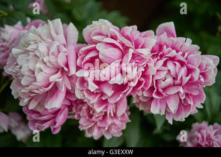 Reihe von üppigen verträumte rosa Pfingstrosen mit weißes Blütenblatt Rändern Nahaufnahme Peonia Stockfoto