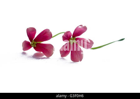 Rote Blumen auf weißem isoliert. Stockfoto