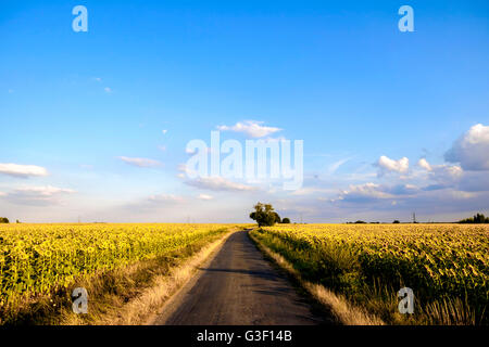 Straße im Loire-Tal, Frankreich, Europa Stockfoto