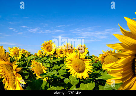 Felder von blühenden Sonnenblumen im Loire-Tal, Frankreich, Europa Stockfoto