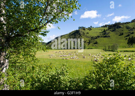 Schafe in der Schambachtal in der Nähe von Riedenburg, Bayern, Deutschland Stockfoto