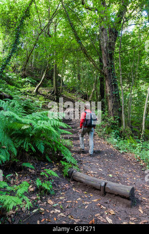 Wanderer im Wald Cubo De La Galga, Biosphärenreservat Los Tilos, La Palma, Kanarische Inseln, Spanien, Europa Stockfoto