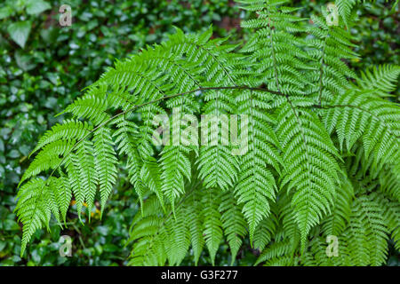 Farn im Wald Cubo De La Galga, Biosphärenreservat Los Tilos, La Palma, Kanarische Inseln, Spanien, Europa Stockfoto