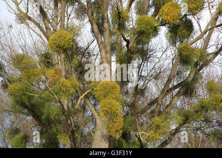 Baum mit Misteln, Viscum album Stockfoto