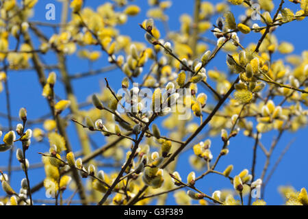 Blühende Goat Willow, Salix Caprea, im Frühling, Kleinheubach, Churfranken, Spessart, Bayern, Deutschland Stockfoto