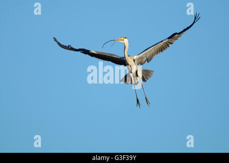 Graureiher, Ardea Cinerea, tragen Nest Baustoff, Frühling, Bayern, Deutschland Stockfoto