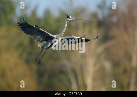 Graureiher, Ardea Cinerea, tragen Nest Baustoff, Frühling, Bayern, Deutschland Stockfoto