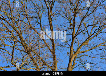 Blick in eine Eiche Baumkronen, Kleinheubach, Churfranken, Spessart, Bayern, Deutschland Stockfoto