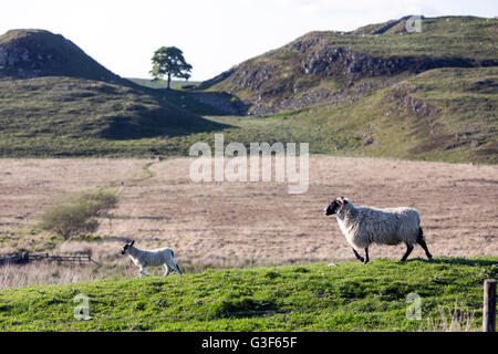 Schafe und die Sycamore Gap und Robin Hood Baum, Hadrianswall, Nationalpark Northumberland, England Stockfoto