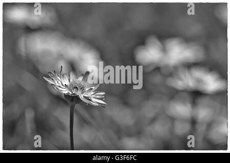 Spring Flower Daisy extreme Makro erschossen in einem Feld von Gänseblümchen. Schwarz / weiß Foto mit einem Vintage-Rahmen Stockfoto