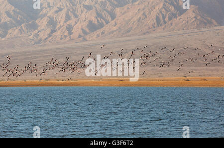 Flamingos sind vor dem Hintergrund der Berge in Eilat fliegen. Stockfoto