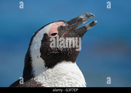 Porträt von einem afrikanischen Pinguin (Spheniscus Demersus), Western Cape, Südafrika Stockfoto