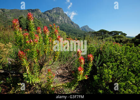 Kirstenbosch Botanischer Garten vor dem Hintergrund der Tafelberg, Kapstadt, Südafrika Stockfoto