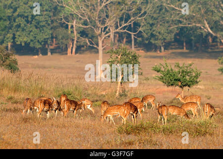Gruppe der gefleckte Rehe oder chital (Axis Axis) im natürlichen Lebensraum, Kanha Nationalpark, Indien Stockfoto