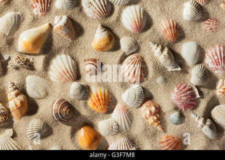 Schöner Hintergrund von Muscheln auf Sand, Ansicht von oben Stockfoto