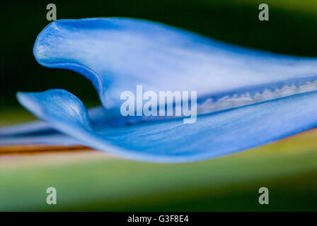 Tropische Blume Strelitzia Reginae Paradiesvogelblume Stockfoto
