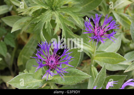 Lila blaue Kornblume Stockfoto