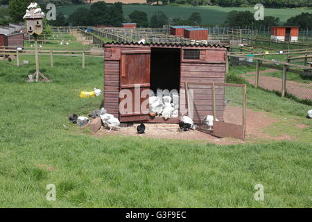 Freilaufenden Hühnern im Koop-Modus Stockfoto