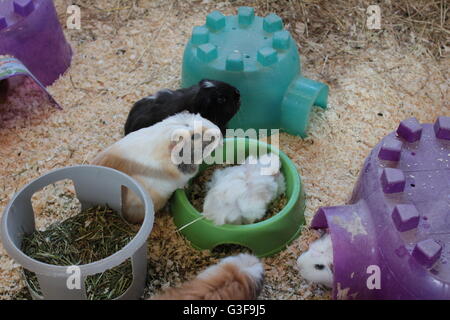 Lange behaarte Meerschweinchen in Gefangenschaft Stockfoto