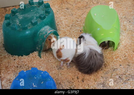 Lange behaarte Meerschweinchen in Gefangenschaft Stockfoto