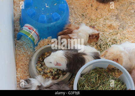 Lange behaarte Meerschweinchen in Gefangenschaft Stockfoto