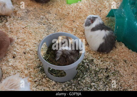 Lange behaarte Meerschweinchen in Gefangenschaft Stockfoto