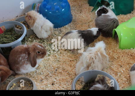 Lange behaarte Meerschweinchen und lop eared rabbit Stockfoto