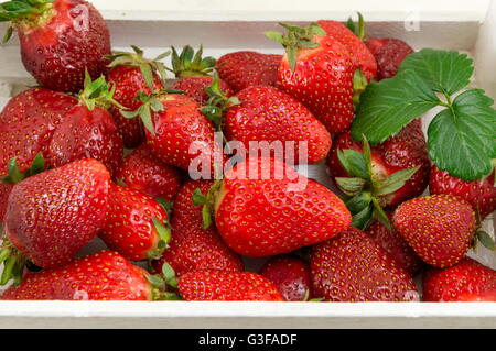 Reihe von frischen Erdbeeren in einem weißen Holzkasten Stockfoto