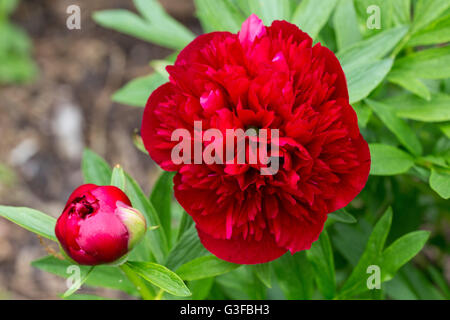 Paeonia Officinalis Rubra Plena, 2015 Stockfoto