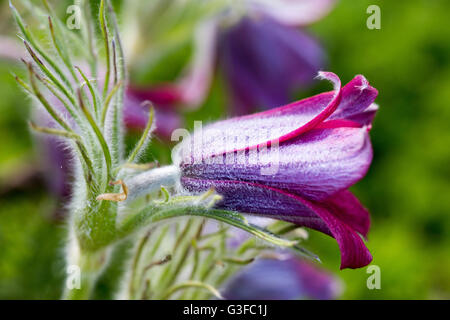 Pulsatilla Vulgaris, Kuhschelle im Keim zu ersticken, Frühjahr 2016 Stockfoto