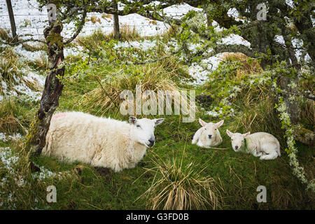 EWE mit zwei Lämmer bergende aus Schnee unter Bäumen. Stockfoto