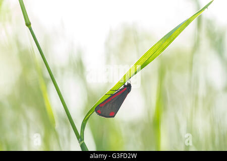 Makro Nahaufnahme von der Zinnober Motte Schmetterling (Tyria Jacobaeae) ruht in Grass mit seinen Flügeln geschlossen. Stockfoto