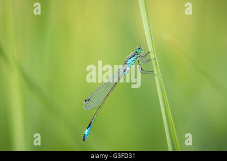 Makro Nahaufnahme von einem blau-tailed Damselfly (Ischnura Elegans) ruht auf dem Rasen in eine bunte Wiese. Stockfoto