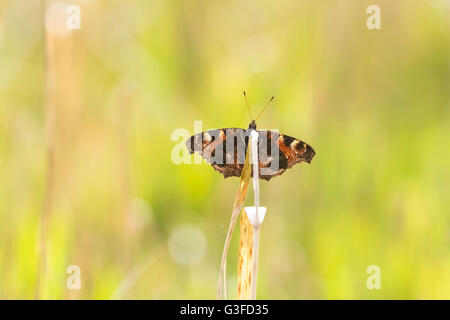 Tagpfauenauge (Aglais Io) ruht auf einer Wiese im frühen Frühling. Vorderansicht, öffnen Flügel unter hellem Sonnenlicht und c Stockfoto