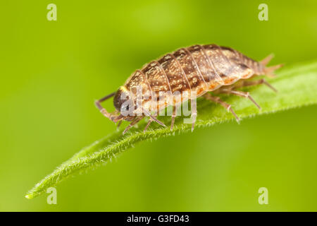 Gemeinsamen gestreiften Assel (Philoscia Muscorum) Stockfoto