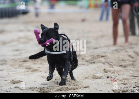 Danzig, Polen. 11. Juni 2016. Dutzend Rettungshunde nahmen an der 2. Wasser Rettung Hunde Tasse Polen in Danzig Brzezno an der Ostseeküste. Lebensrettende Hunde mussten einen Test des Gehorsams und die Rettung eines Mannes auf den rauen Gewässern der Ostsee Kredit passieren: Michal Fludra/Alamy Live News Stockfoto