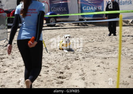 Danzig, Polen. 11. Juni 2016. Dutzend Rettungshunde nahmen an der 2. Wasser Rettung Hunde Tasse Polen in Danzig Brzezno an der Ostseeküste. Lebensrettende Hunde mussten einen Test des Gehorsams und die Rettung eines Mannes auf den rauen Gewässern der Ostsee Kredit passieren: Michal Fludra/Alamy Live News Stockfoto