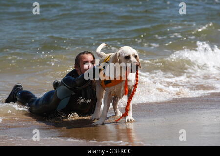 Danzig, Polen. 11. Juni 2016. Dutzend Rettungshunde nahmen an der 2. Wasser Rettung Hunde Tasse Polen in Danzig Brzezno an der Ostseeküste. Lebensrettende Hunde mussten einen Test des Gehorsams und die Rettung eines Mannes auf den rauen Gewässern der Ostsee Kredit passieren: Michal Fludra/Alamy Live News Stockfoto