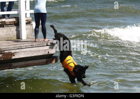 Danzig, Polen. 11. Juni 2016. Dutzend Rettungshunde nahmen an der 2. Wasser Rettung Hunde Tasse Polen in Danzig Brzezno an der Ostseeküste. Lebensrettende Hunde mussten einen Test des Gehorsams und die Rettung eines Mannes auf den rauen Gewässern der Ostsee Kredit passieren: Michal Fludra/Alamy Live News Stockfoto