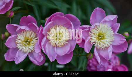 Drei Rosa Pfingstrose Pfingstrose Nahaufnahme Peonia Stockfoto