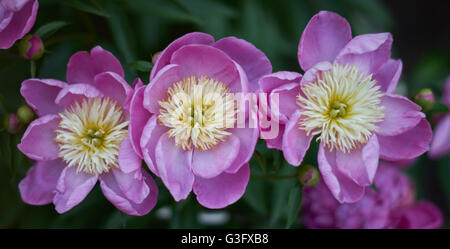 Drei Rosa Pfingstrose Pfingstrose Nahaufnahme Peonia Stockfoto