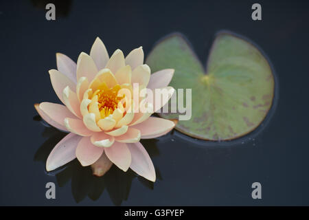 Blass rosa Seerose Blume und Blatt Nahaufnahme Nymphea Stockfoto