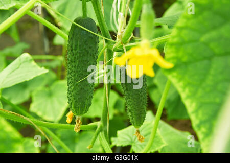 Einige heikle Gurken wachsen auf den Busch Stockfoto