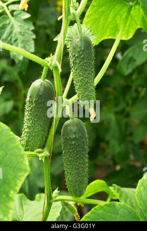 Einige heikle Gurken wachsen auf den Busch Stockfoto