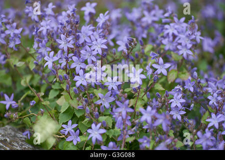 Campanula Poscharskyana serbischen nachgestellte Glockenblumen Glockenblume Blüte Stockfoto