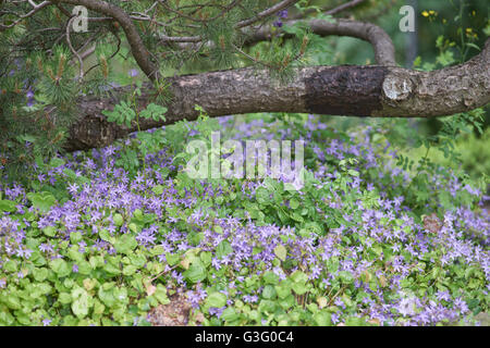 Campanula Poscharskyana serbischen nachgestellte Glockenblumen Glockenblume Blüte Stockfoto