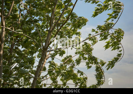 Ahorn Baum Zweige in eine Sommerbrise, York, Pennsylvania, USA Stockfoto