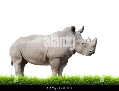 Breitmaulnashorn, Quadrat-lippige Rhinoceros mit grünen Rasen isoliert auf weißem Hintergrund Stockfoto