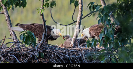 Zwei Erwachsene Weißkopfseeadler ernähren ihre Küken auf dem nest Stockfoto